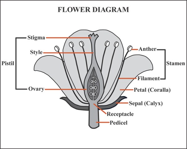 flower_diagram