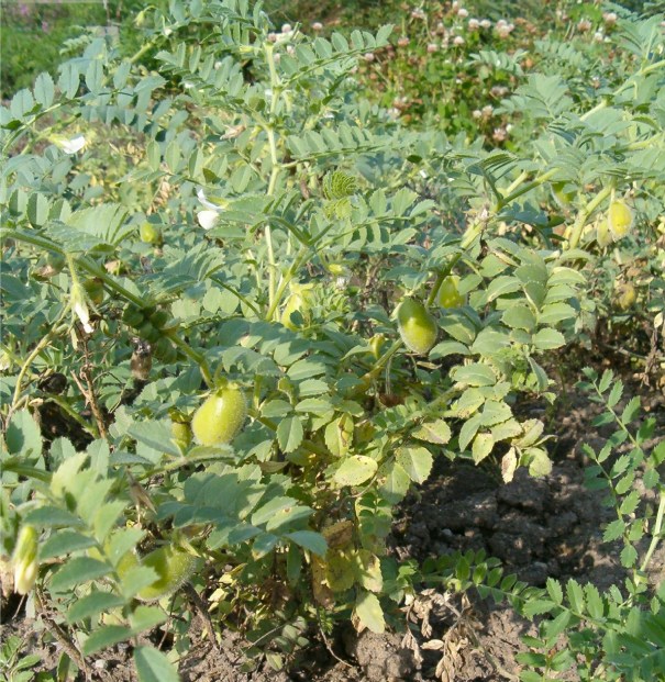 Cicer_arietinum_HabitusFruits_BotGardBln0906a